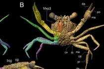 Kinh ngạc con cua 100 triệu năm tuổi “mắc kẹt” ngoạn mục trong hổ phách 