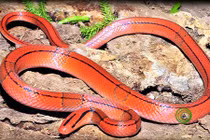 Điểm mặt các loài rắn... “đẹp từ trong ra ngoài“