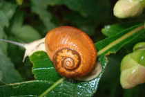 Những động vật có khả năng leo trèo siêu đỉnh