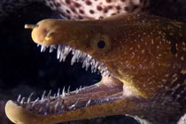 Chết khiếp với hàm răng lởm chởm của lươn biển