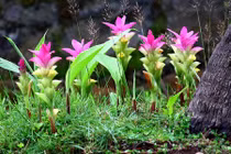 Khám phá ít ai hay về cây nghệ trắng, mọc tự nhiên ở VN