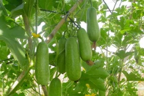 Khám phá ít người biết về quả bí đao quen thuộc