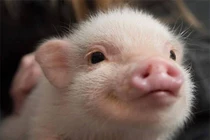 Chú lợn tí hon Hank từng gây sốt mạng xã hội đã qua đời 