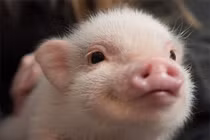 Chú lợn tí hon Hank từng gây sốt mạng xã hội đã qua đời 