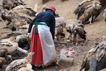 Rùng rợn cảnh an táng kền kền ăn xác người