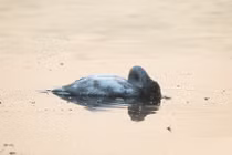 Thương tâm cảnh thiên nga con tự tử sau khi mẹ chết