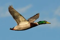 Những bất ngờ cực thú vị về loài vịt cổ xanh