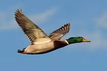 Những bất ngờ cực thú vị về loài vịt cổ xanh