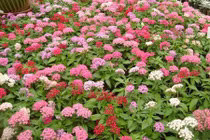 Cận cảnh cây hoa diễm châu đẹp lạ ở Việt Nam