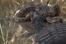 Cận cảnh trăn Miến Điện bị cá sấu dìm chết