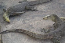 Khám phá động vật “quái dị”, đặc sản chỉ có ở miền Nam