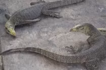 Khám phá động vật “quái dị”, đặc sản chỉ có ở miền Nam