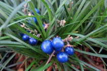 Điều đặc biệt về cây mạch môn cho hoa quả tuyệt đẹp ở Việt Nam