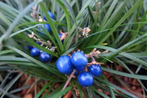 Điều đặc biệt về cây mạch môn cho hoa quả tuyệt đẹp ở Việt Nam