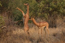 Kỳ lạ linh dương có cổ dài như hươu cao cổ, đứng 2 chân