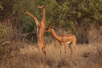 Kỳ lạ linh dương có cổ dài như hươu cao cổ, đứng 2 chân