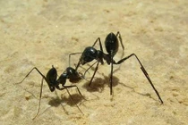 Loài kiến thông minh, hệ thần kinh số một, lạ nhất sa mạc 