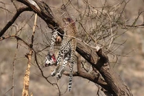 Phát hiện xác báo đốm trên cây, tá hỏa khi thấy hung thủ lộ diện