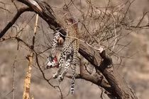 Phát hiện xác báo đốm trên cây, tá hỏa khi thấy hung thủ lộ diện