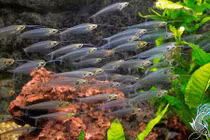 Khám phá bất ngờ loài cá trong suốt như thủy tinh, “hot” ở VN