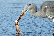 Rùng mình cảnh diệc trắng xơi tái chồn non hiếu động