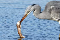 Rùng mình cảnh diệc trắng xơi tái chồn non hiếu động