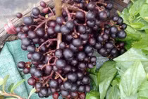 Nho rừng, đặc sản Cao Bằng hút bao người có gì thú vị?