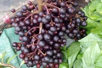 Nho rừng, đặc sản Cao Bằng hút bao người có gì thú vị?
