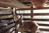 Hươu ba cành nhung vừa xuất hiện độc-lạ cỡ nào?