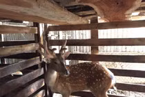 Hươu ba cành nhung vừa xuất hiện độc-lạ cỡ nào?