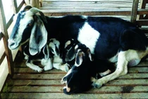 Khám phá dê Bách Thảo cho nhiều thịt, sữa ở VN