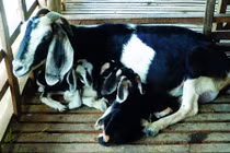 Khám phá dê Bách Thảo cho nhiều thịt, sữa ở VN