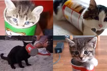Ngộ nghĩnh những chú mèo nghịch ngợm nhất quả đất 