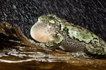 Điểm danh động vật có âm thanh độc nhất vô nhị 