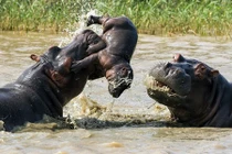 Sự thật gây sửng sốt về hà mã