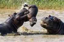 Sự thật gây sửng sốt về hà mã