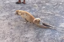 Chó giả què khéo đến rơi nước mắt 