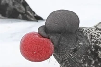 Những loài động vật chỉ khi nhìn kỹ mới thấy chúng đẹp mê hồn