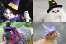 Chết mê mèo đáng yêu giả làm phù thủy