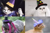 Chết mê mèo đáng yêu giả làm phù thủy