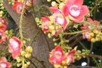 Bất ngờ về ngọc kỳ lân nở rộ tượng trưng cho Phật pháp