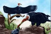 10 loài chim tiền sử ác hiểm nhất từng được biết đến