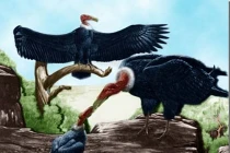 10 loài chim tiền sử ác hiểm nhất từng được biết đến