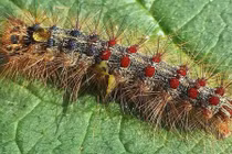 Hãi hùng loài sâu đáng sợ, có hơn 60.000 sợi lông chứa độc