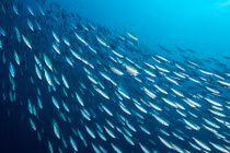 Sự thật giật mình: Cá cũng có thể chết đuối vì điều này! 