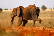 Ảnh động vật: Sóc tranh nhau selfie, voi tung tăng “nhảy chân sáo“