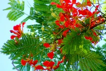 Những loài cây "xui xẻo" không nên trồng ở nhà