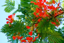 Những loài cây "xui xẻo" không nên trồng ở nhà