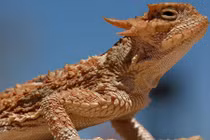 “Sốc” toàn tập những khám phá về thằn lằn gai