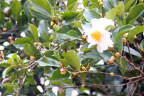 Khám phá thú vị về cây sở nổi tiếng Bình Liêu, Quảng Ninh